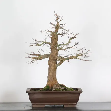 ERABLE DU JAPON "ACER PALMATUM" 5-6