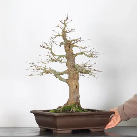 image supplémentaire - ERABLE DU JAPON "ACER...