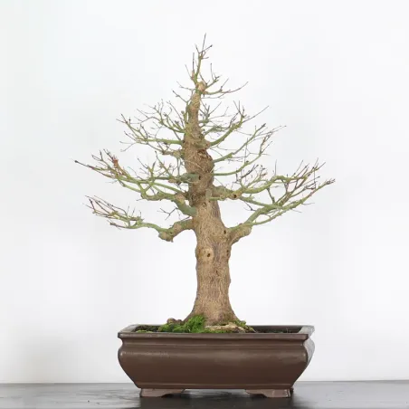 image supplémentaire - ERABLE DU JAPON "ACER...