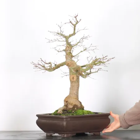 image supplémentaire - ACER PALMATUM 5-9