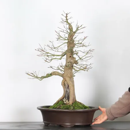 image supplémentaire - ERABLE DU JAPON "ACER...