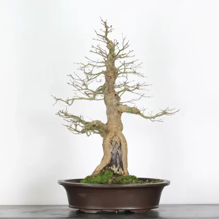 ERABLE DU JAPON "ACER PALMATUM" 5-10