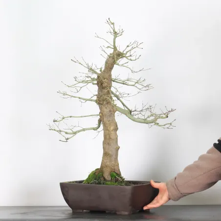 image supplémentaire - ERABLE DU JAPON "ACER...