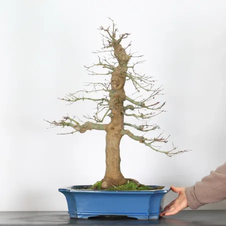 image supplémentaire - ERABLE DU JAPON "ACER...