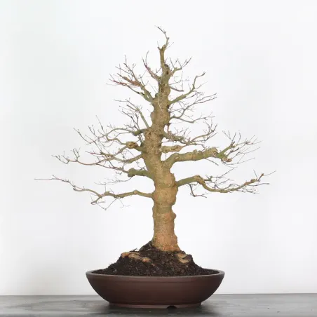 ERABLE DU JAPON "ACER PALMATUM" 5-13