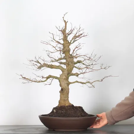 image supplémentaire - ERABLE DU JAPON "ACER...