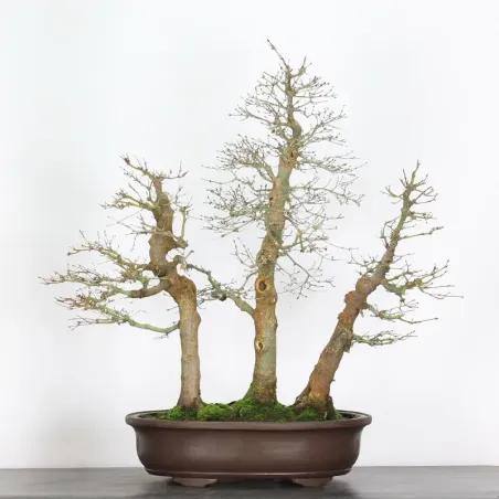 FORÊT ERABLE DU JAPON "ACER PALMATUM" 6-1