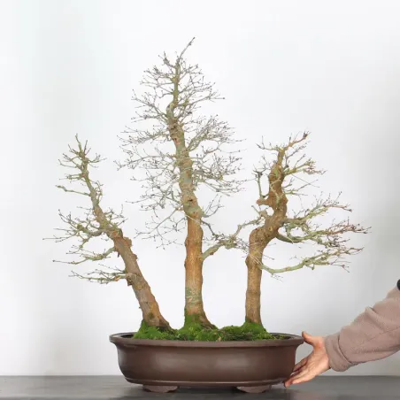 image supplémentaire - FORÊT ERABLE DU JAPON "ACER...