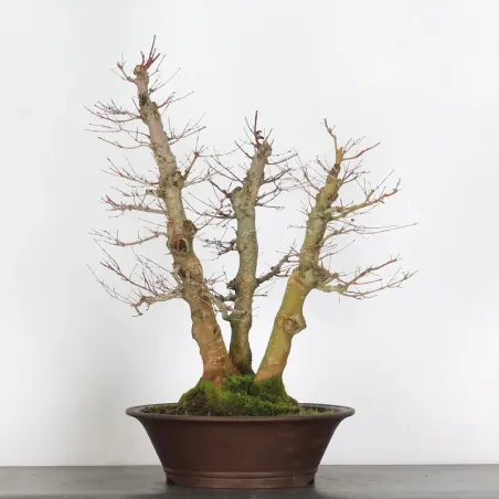 Forêt Erable du japon "acer palmatum" 6-2