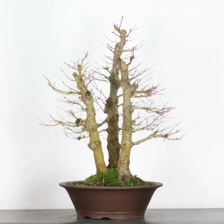 image supplémentaire - Forêt Erable du japon "acer...