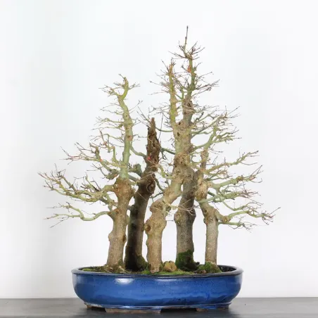 FORÊT ERABLE DU JAPON "ACER PALMATUM" 6-3