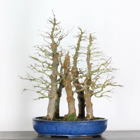 image supplémentaire - FOREST ACER PALMATUM 6-3