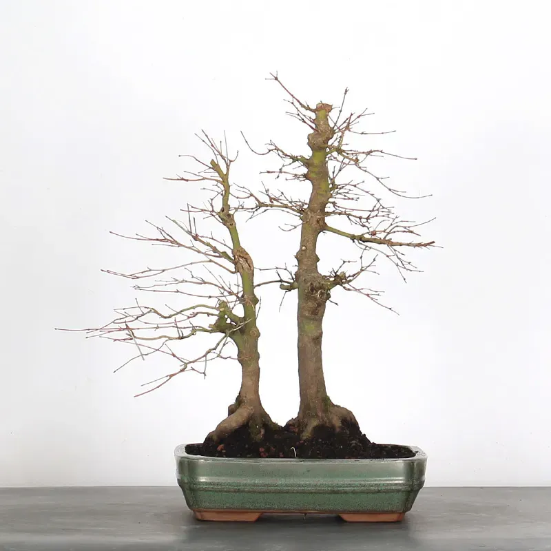 FORÊT ERABLE DU JAPON "ACER PALMATUM" 1-1