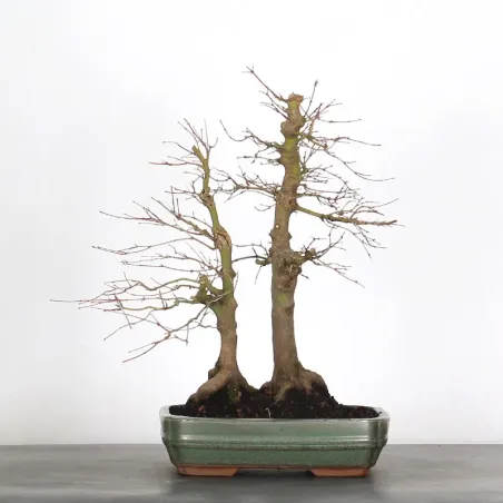 FOREST ACER PALMATUM FORET 1-1