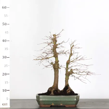 image supplémentaire - FOREST ACER PALMATUM FORET 1-1