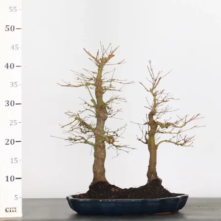 image supplémentaire - FOREST ACER PALMATUM FORET 1-2