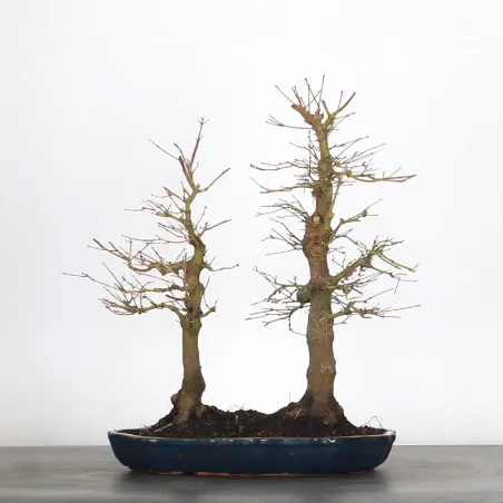 FOREST ACER PALMATUM FORET 1-2