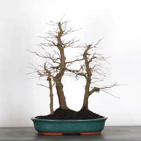 FOREST ACER PALMATUM FORET 1-3