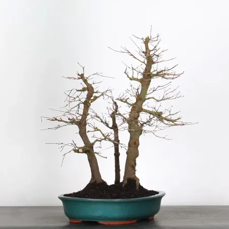 image supplémentaire - FORÊT ERABLE DU JAPON "ACER...