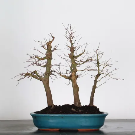 image supplémentaire - FOREST ACER PALMATUM FORET 1-4