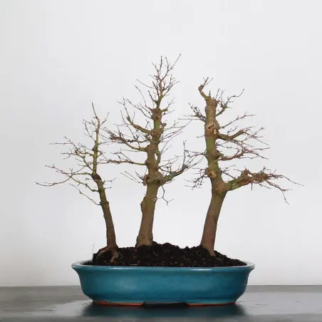 FORÊT ERABLE DU JAPON "ACER PALMATUM" 1-4
