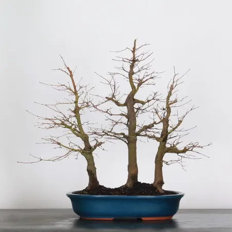 FOREST ACER PALMATUM FORET 1-5