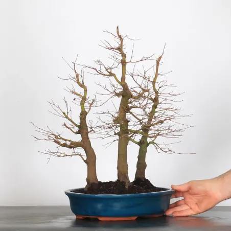 image supplémentaire - FORÊT ERABLE DU JAPON "ACER...