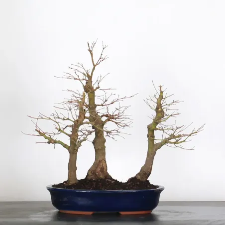 FOREST ACER PALMATUM FORET 1-6