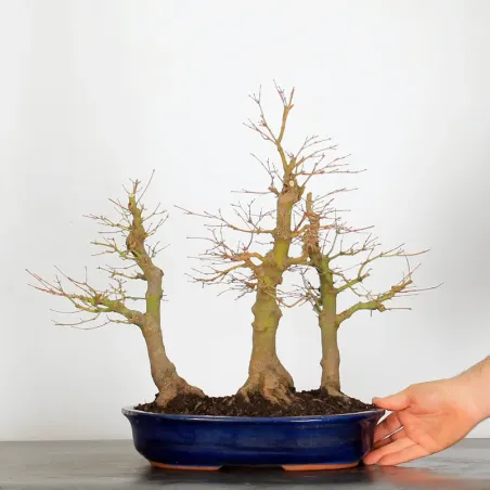 image supplémentaire - FORÊT ERABLE DU JAPON "ACER...