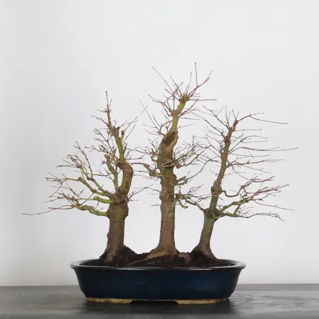 image supplémentaire - FOREST ACER PALMATUM FORET 1-7