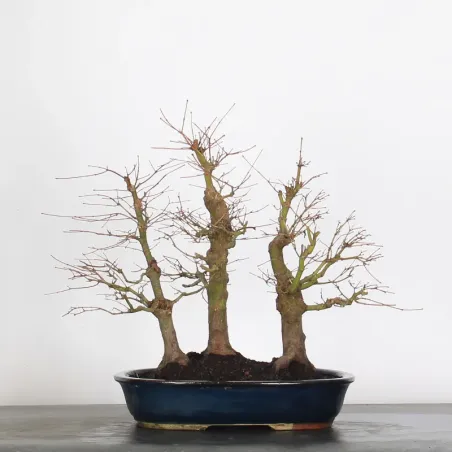 FORÊT ERABLE DU JAPON "ACER PALMATUM" 1-7