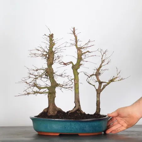 image supplémentaire - FORÊT ERABLE DU JAPON "ACER...