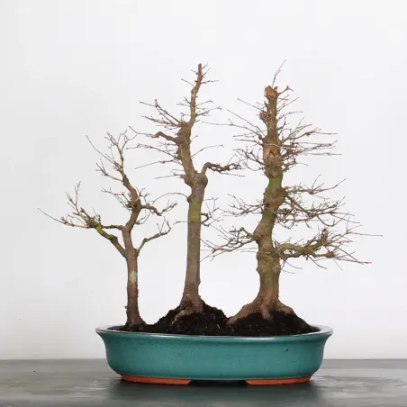 FOREST ACER PALMATUM FORET 1-8