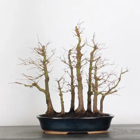 image supplémentaire - FORÊT ERABLE DU JAPON "ACER...