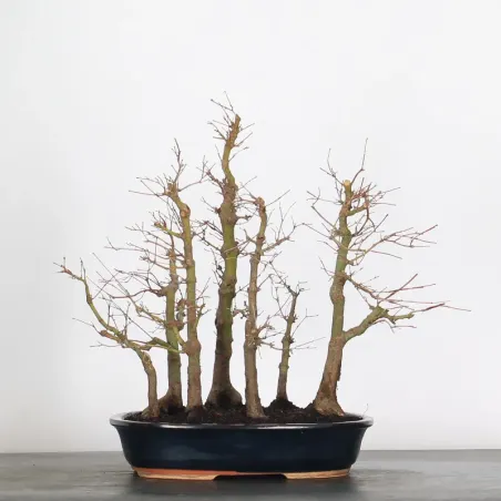 FOREST ACER PALMATUM FORET 1-9