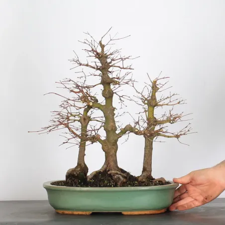 image supplémentaire - FOREST ACER PALMATUM FORET...