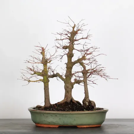 FOREST ACER PALMATUM FORET 1-10