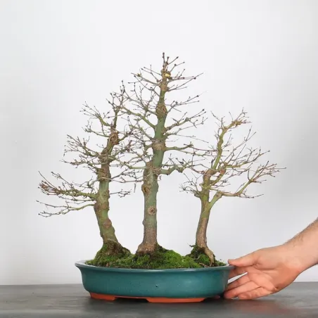 image supplémentaire - FORÊT ERABLE DU JAPON "ACER...