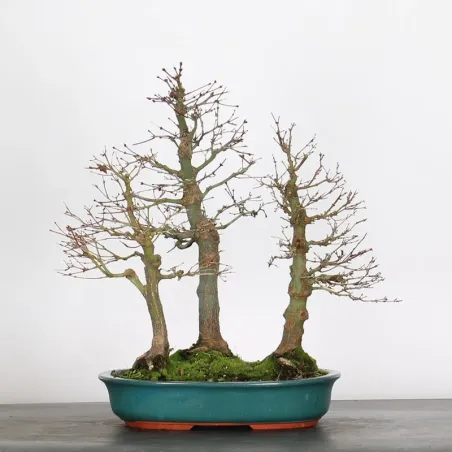 FOREST ACER PALMATUM FORET 1-11