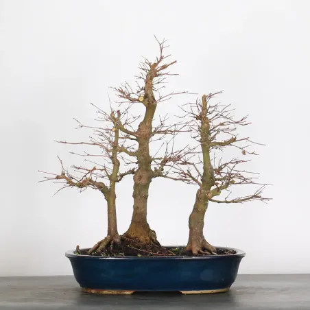 FORÊT ERABLE DU JAPON "ACER PALMATUM" 1-12