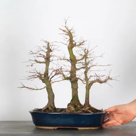 image supplémentaire - FORÊT ERABLE DU JAPON "ACER...