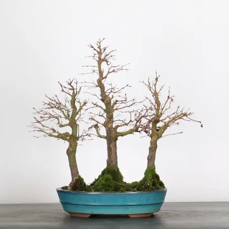 FOREST ACER PALMATUM FORET 1-13