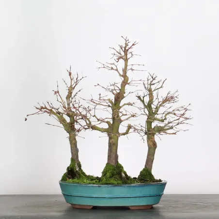 image supplémentaire - FORÊT ERABLE DU JAPON "ACER...