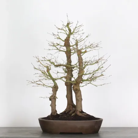 FORÊT ERABLE DU JAPON "ACER PALMATUM" 1-14