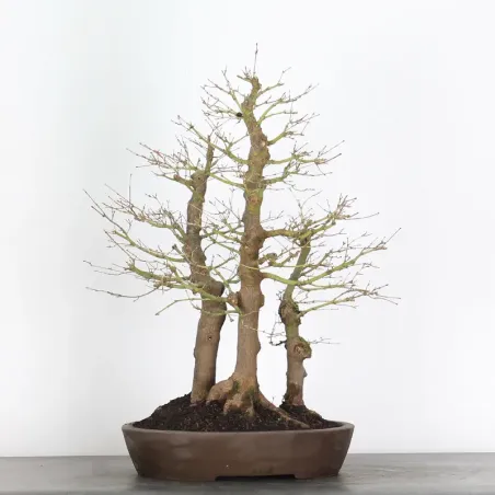 image supplémentaire - FORÊT ERABLE DU JAPON "ACER...