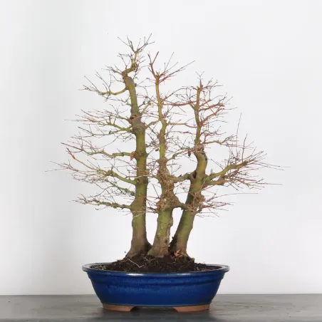 image supplémentaire - FORÊT ERABLE DU JAPON "ACER...