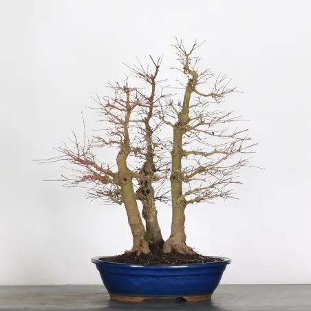 FOREST ACER PALMATUM FORET 1-15