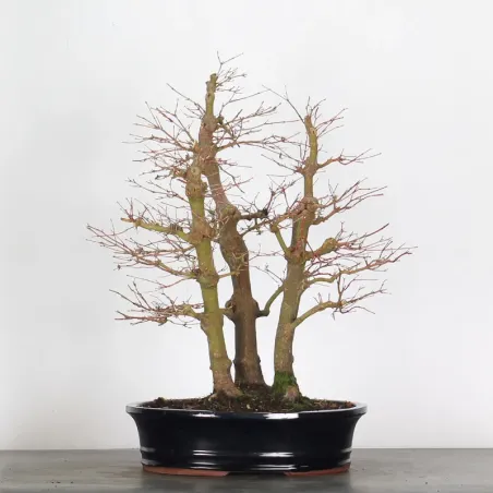 FOREST ACER PALMATUM FORET 1-16