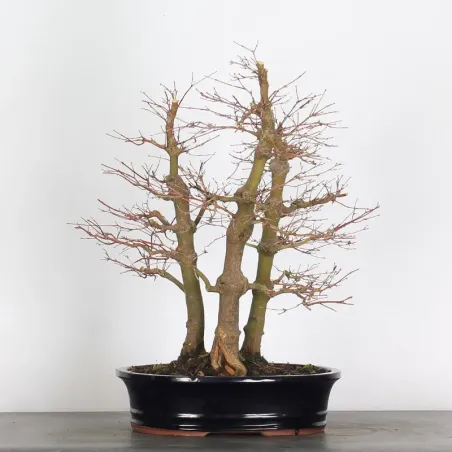 image supplémentaire - FOREST ACER PALMATUM FORET...