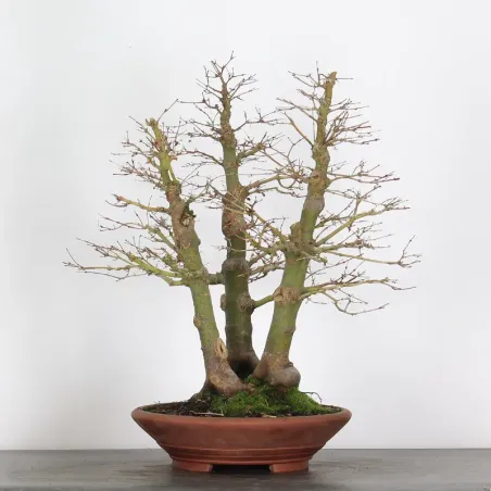 FORÊT ERABLE DU JAPON "ACER PALMATUM" 1-17